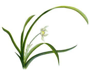 6種植物錯放房間 招來疾病危害大